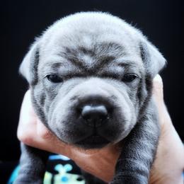 Stanley - Blue male Staffordshire Bull Terrier puppy in Dallas, Texas from Wild Blue Staffords