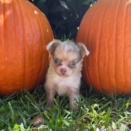 Bubblegum - Merle male Chihuahua puppy in Naples, Florida from Naples Tiny Dogs