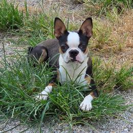 Sadie - Black and white female Boston Terrier puppy in San Antonio, Texas from JT Bostons