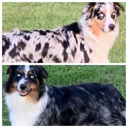 Aussiedoodle, Australian Shepherd, and Toy Australian Shepherd Puppies from Tumblin T Aussies and Aussiedoodles