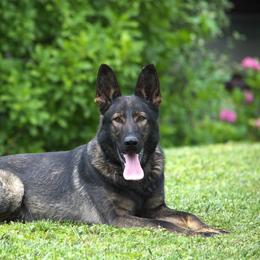 Uria - German Shepherd