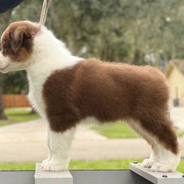 Merlot - Red tri-color female Australian Shepherd puppy in Lakeland, Florida from Forestwood Australian Shepherds
