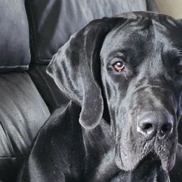 Great Danes from Phoenix's Legacy Great Danes
