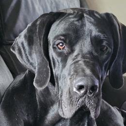 Great Danes from Phoenix's Legacy Great Danes