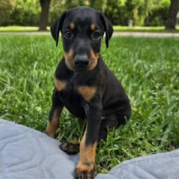 Doberman Pinscher puppies from Draggin Dobermans & Great Danes