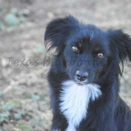 Mocha - Black tri female Miniature Australian Shepherd puppy in Lubbock, Texas from Texas Bluebonnet Herders