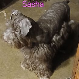 Sasha - Miniature Schnauzer