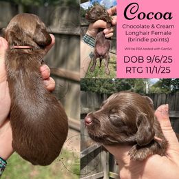 Cocoa - Chocolate and cream female Dachshund puppy in Denham Springs, Louisiana from Rockin’ with Dachshunds