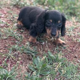 AKC black and tan longhair female - Black and tan female Dachshund puppy in Anderson, California from Golden Paws Dachshunds