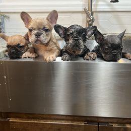 French Bulldog Puppies from Presidential Frechies