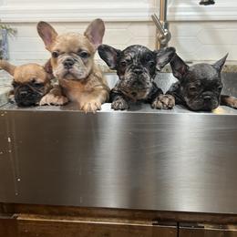 French Bulldog Puppies from Presidential Frechies