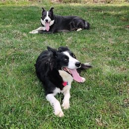 Border Collies from WRC Farms