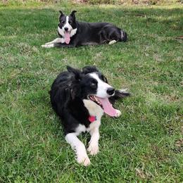 Border Collies from WRC Farms