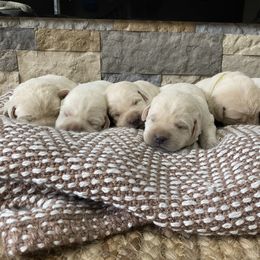 Labrador Retriever Puppies from Hickory Creek Labs