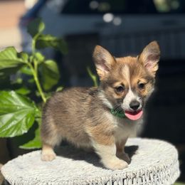 Flynn rider - Sable male Pembroke Welsh Corgi puppy in San Diego ,Ca, California from SoCal Native Corgis