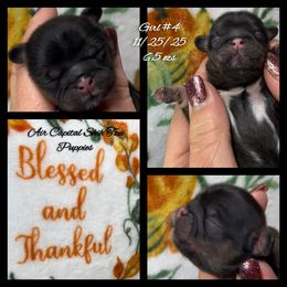 Clove - Red female Shih Tzu puppy in Maize, Kansas from Air Capital Shih Tzu Puppies