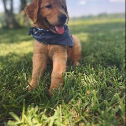 Golden Retriever Puppies from Magnolia Farm
