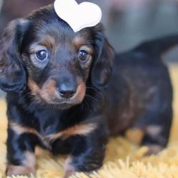 Hattie - Dachshund
