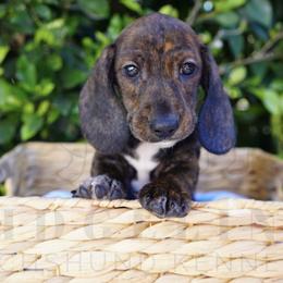 Tippy Toes - Brindle male Dachshund puppy in Temecula, California from Naomi Magee's Dachshund Kennel