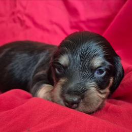 Bono AKC LH Black and cream - Black and cream male Dachshund puppy in Los Angeles, California from Sterling Dachshunds