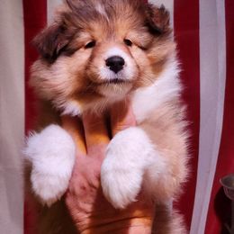 Shetland Sheepdog Puppies from Pixie Isle Shetland Sheepdogs