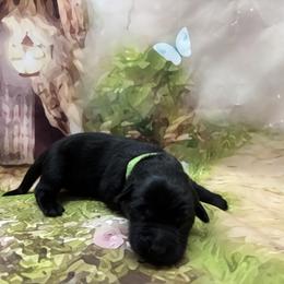 Pickle - Black female Labrador Retriever puppy in Danby, Vermont from Wolf Mountain Kennel