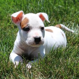 Daisy - White female American Staffordshire Terrier puppy in Guilford County, North Carolina from Explicit Kennel