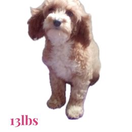 Dorothy - Cavapoo