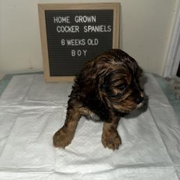 Cocker Spaniel Puppies from Home Grown Cocker Spaniels