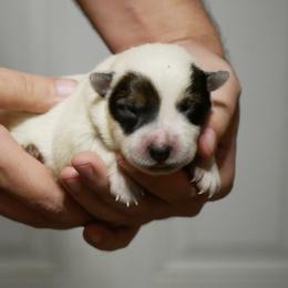Romeo - Red mottled male Australian Cattle Dog puppy in Buffalo Valley, Tennessee from Buffalo Valley Breeders
