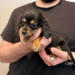 1,875 - Pink Girl - Black and cream female Dachshund puppy in Horizon City, Texas from Willipaws