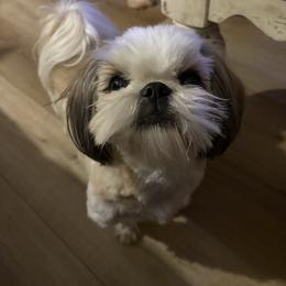 Honeybear - Shih Tzu