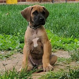 Boy 4 - Fawn Great Dane puppy in Hydes, Maryland from Chapman House of Danes