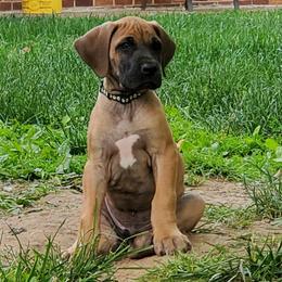 Boy 4 - Fawn Great Dane puppy in Hydes, Maryland from Chapman House of Danes