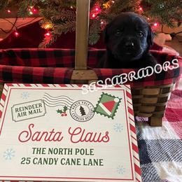 Girl 1 - Black female Labrador Retriever puppy in Palmdale, California from Sweet As Sugar Labradors