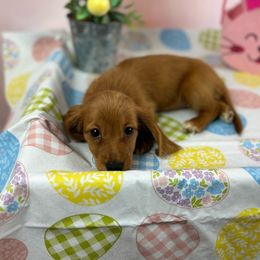 Hannah - Cream Dachshund puppy in Lake City, Florida from My Ditzy Doxies of Florida