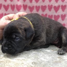 Yellow Collar Girl - Cane Corso puppy in Jeffersonville, Kentucky from K9 Guardian Cane Corso