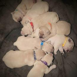2nd pick of the boys from the Soda Pop Pups - Golden male Golden Retriever puppy in Fithian, Illinois from LOMAH Retrievers