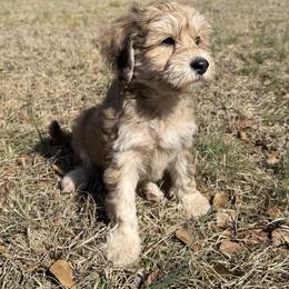 Bernedoodle and Golden Mountain Doodle Puppies from Tilley's Southern Doodles