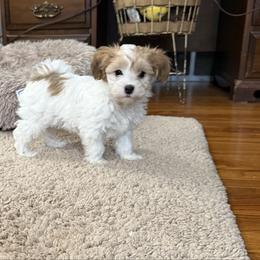Sapphire - Merle female Maltipoo puppy in Fredericksburg, Ohio from Edna Keim