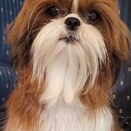 Shih Tzus from Golden Shoez Kennel