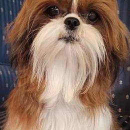 Shih Tzus from Golden Shoez Kennel