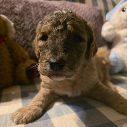 Emerald - Sable male Goldendoodle puppy in Freedom, New York from Samantha's Goldendoodles
