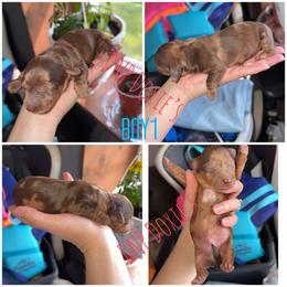 Boy1 - Dapple male Dachshund puppy in Rushsylvania, Ohio from DNP Doxies