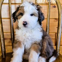 Sterling - Blue merle male Aussiedoodle puppy in Lancaster, Minnesota from Wilson Cattle Co.