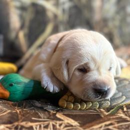 Black collar (yellow) - Yellow male Labrador Retriever puppy in Moore, Oklahoma from Okiehuntinboyz Labrador Retrievers