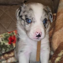 Blue Male Brown - White and blue merle male Border Collie puppy in Bradley, South Carolina from DiCola Farm