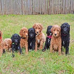 Poodle Puppies from Poodles of Tampa Bay