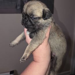 Mr. GRUMP - Fawn male Pug puppy in Olin, North Carolina from Piggy Pugs