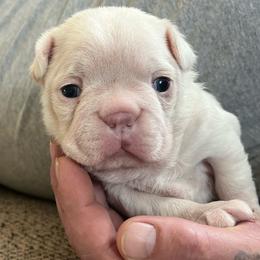 Zero - Blue male Boston Terrier puppy in Red Bluff, California from SunnyValley Bostons